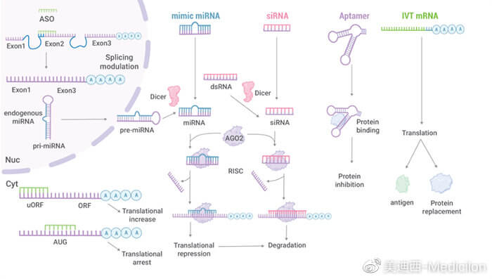 核酸药物研发策略.jpg 核酸药物研发策略.jpg
