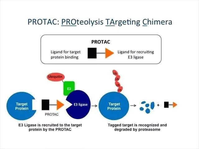 蛋白质降解靶向嵌合体-PROTAC.jpg 蛋白质降解靶向嵌合体-PROTAC.jpg