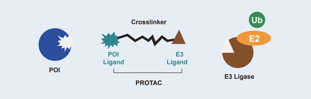 美迪西 PROTAC 药物发现技术服务平台 美迪西 PROTAC 药物发现技术服务平台