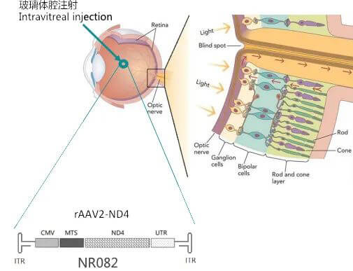 8-图片来自:纽福斯生物.jpg 8-图片来自:纽福斯生物.jpg