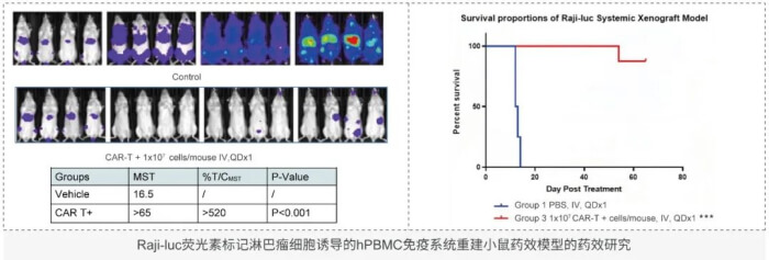 细胞治疗临床前评估动物模型的选择.jpg 细胞治疗临床前评估动物模型的选择.jpg