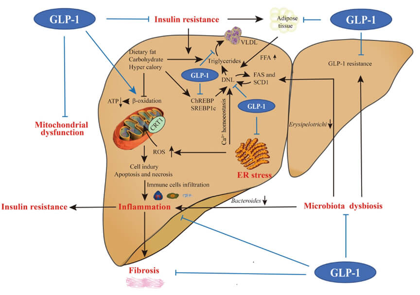 GLP-1.jpg GLP-1.jpg