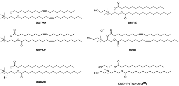 Phospholipid.jpg Phospholipid.jpg