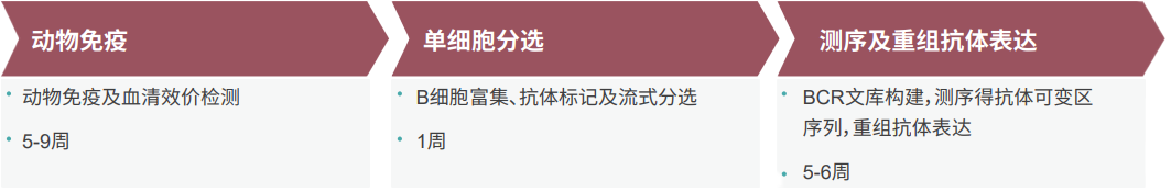 美迪西单B细胞抗体发现平台 美迪西单B细胞抗体发现平台