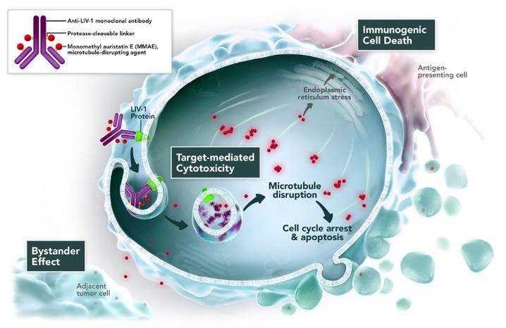 Enfortumab vedotin作用机制 Enfortumab vedotin作用机制